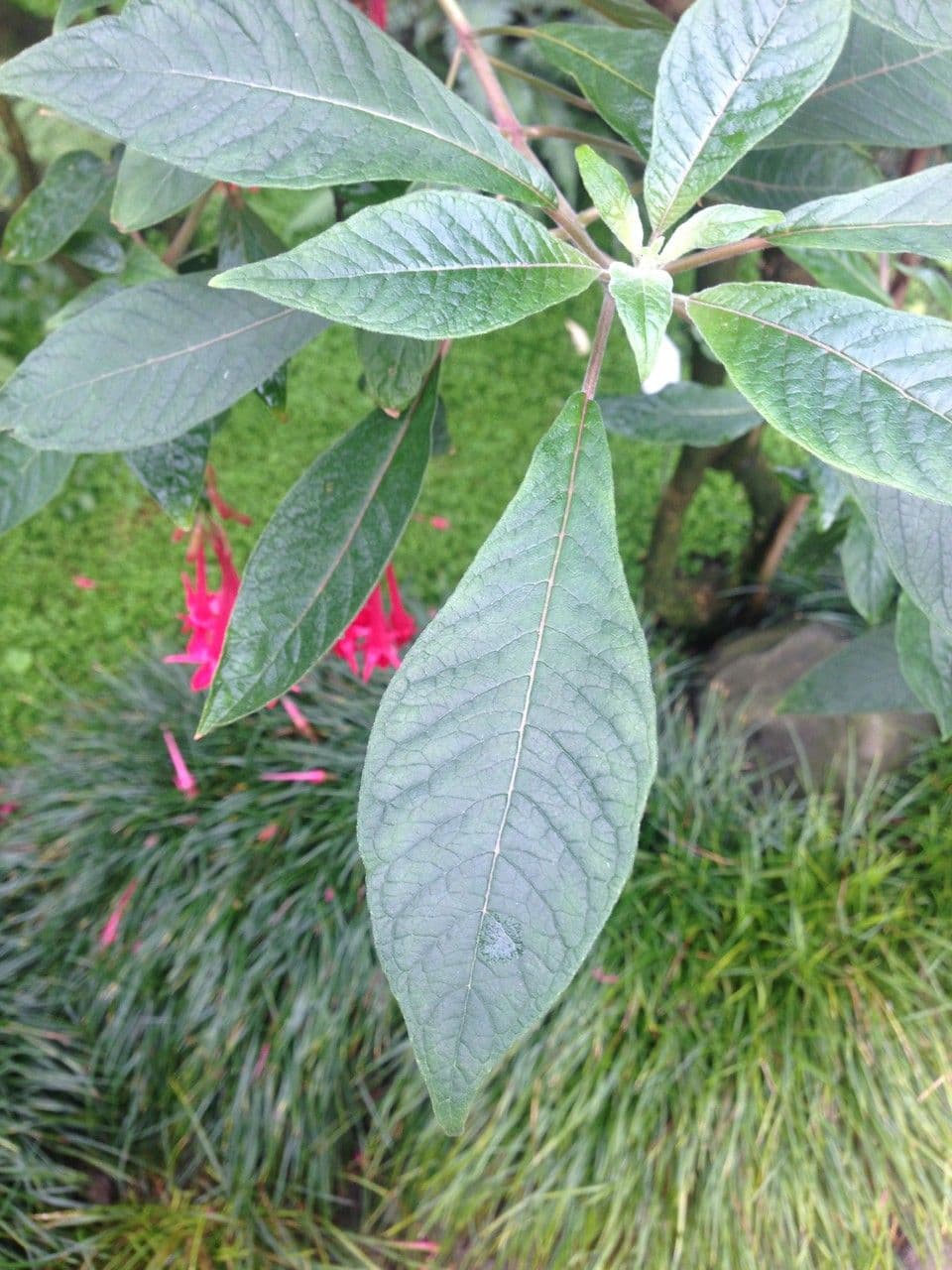 Fucsia 11