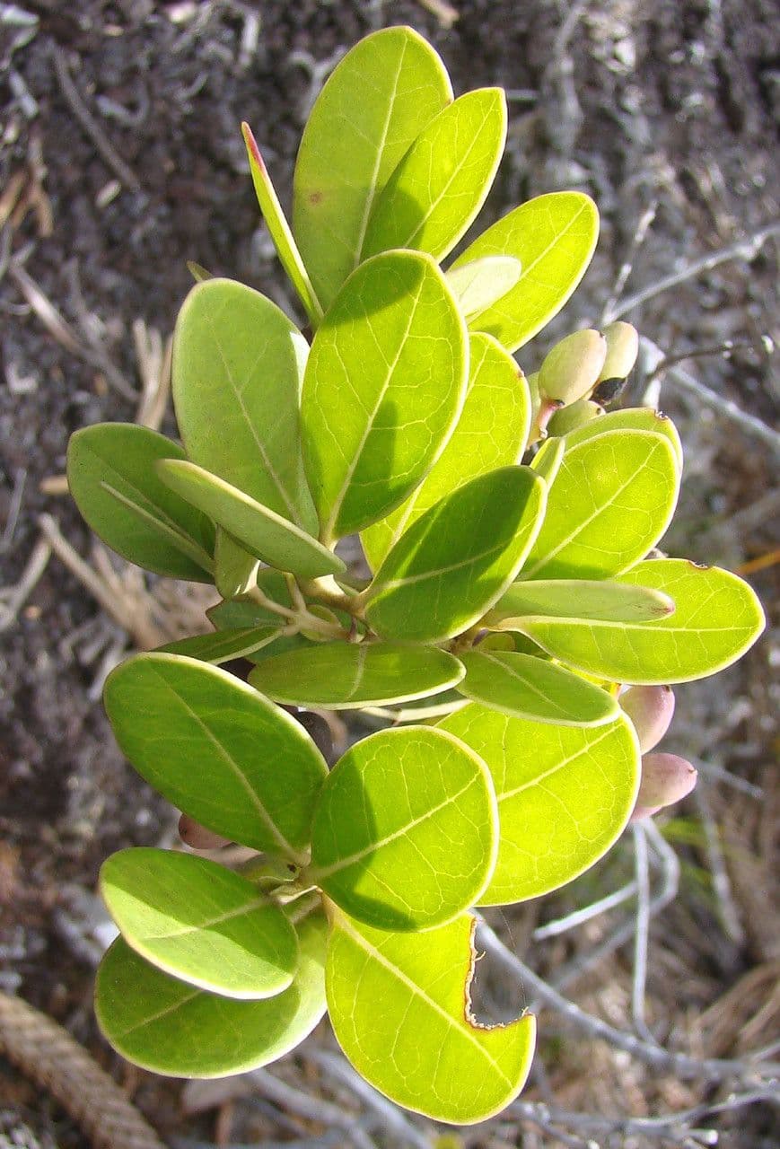 Osmanthus 10