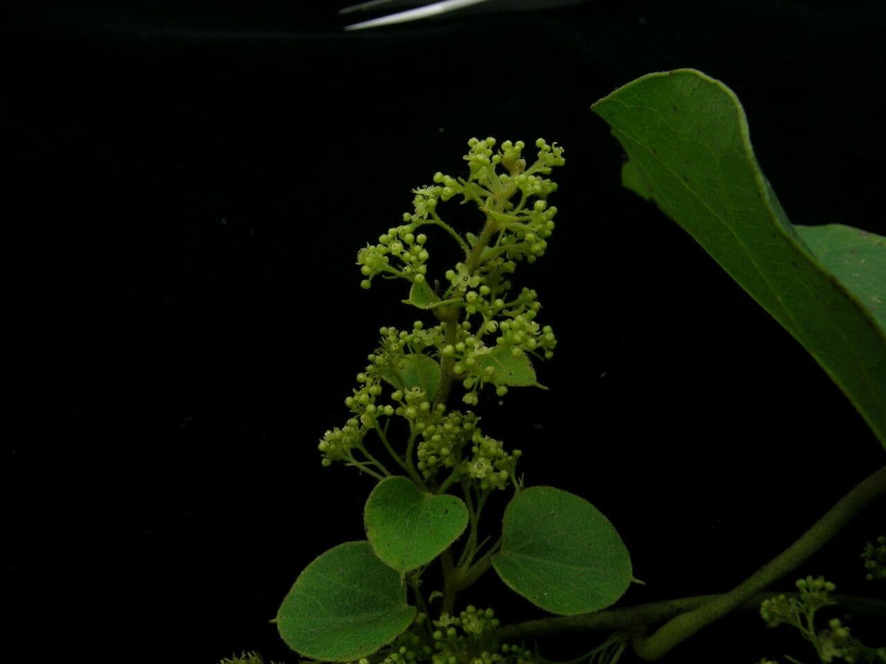 Cissampelos pareira 9
