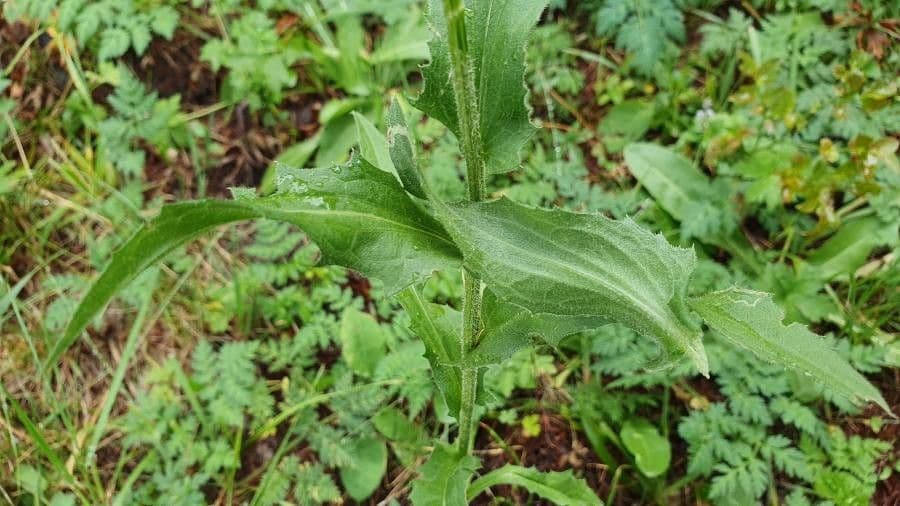 Centaurea nervée 21