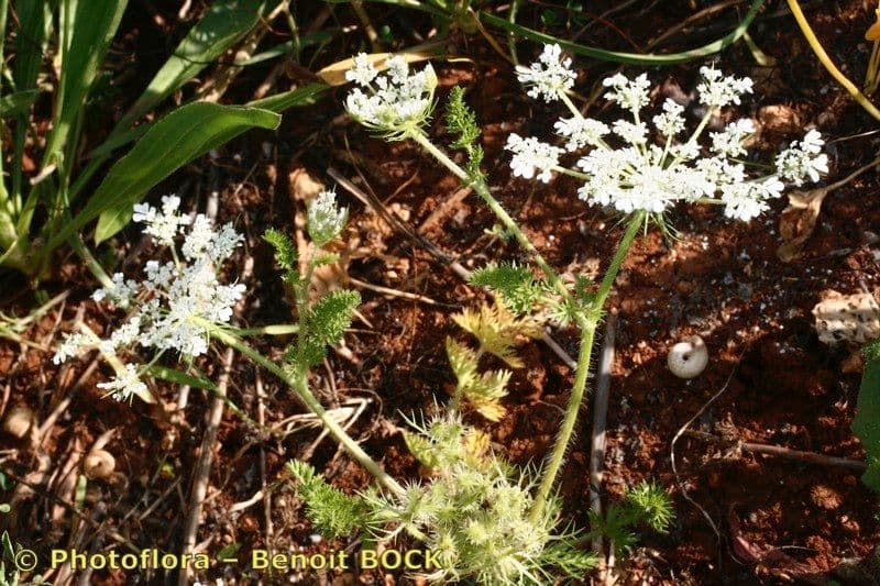 Carota selvatica irta 12