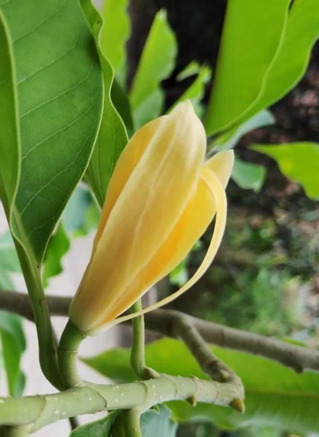 Magnolia champaca 8