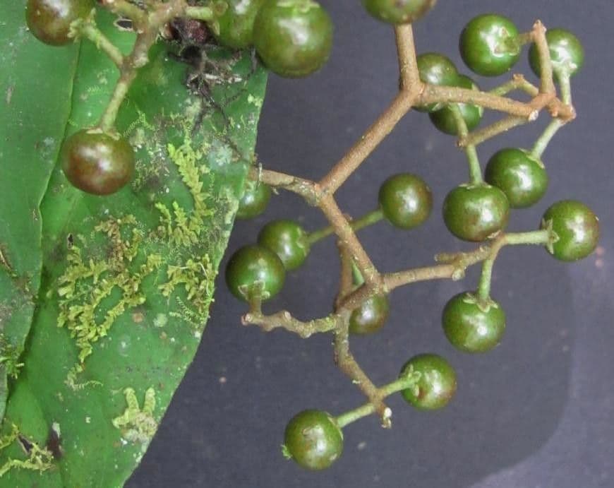 Ardisia 3