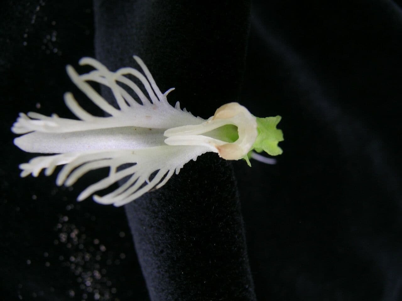 Habenaria
