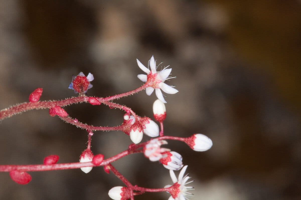 Borracina cerulea 17