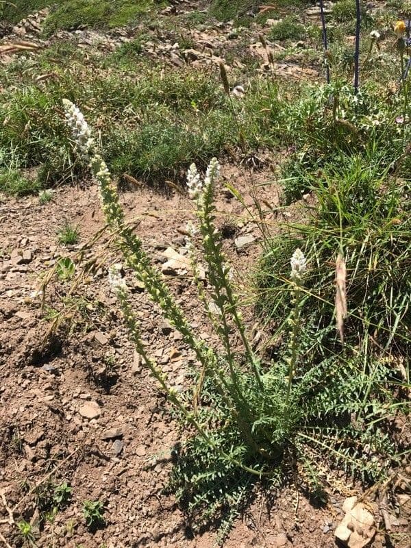 Reseda bianca 24