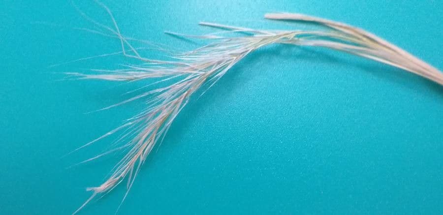 Aristida comune 17