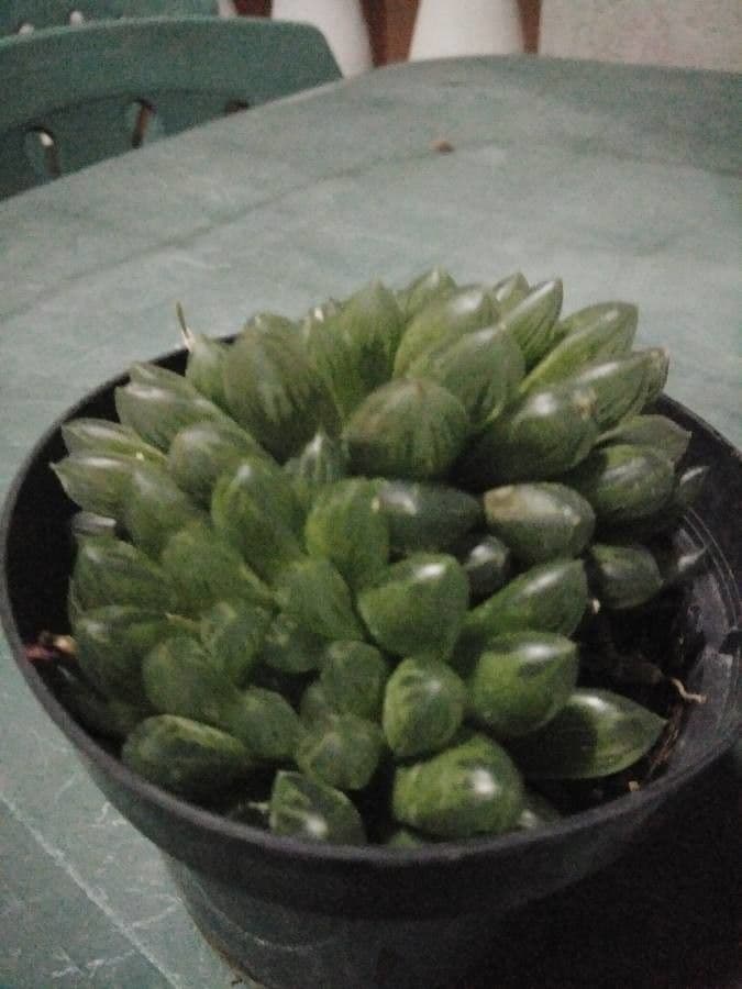 Haworthia 13