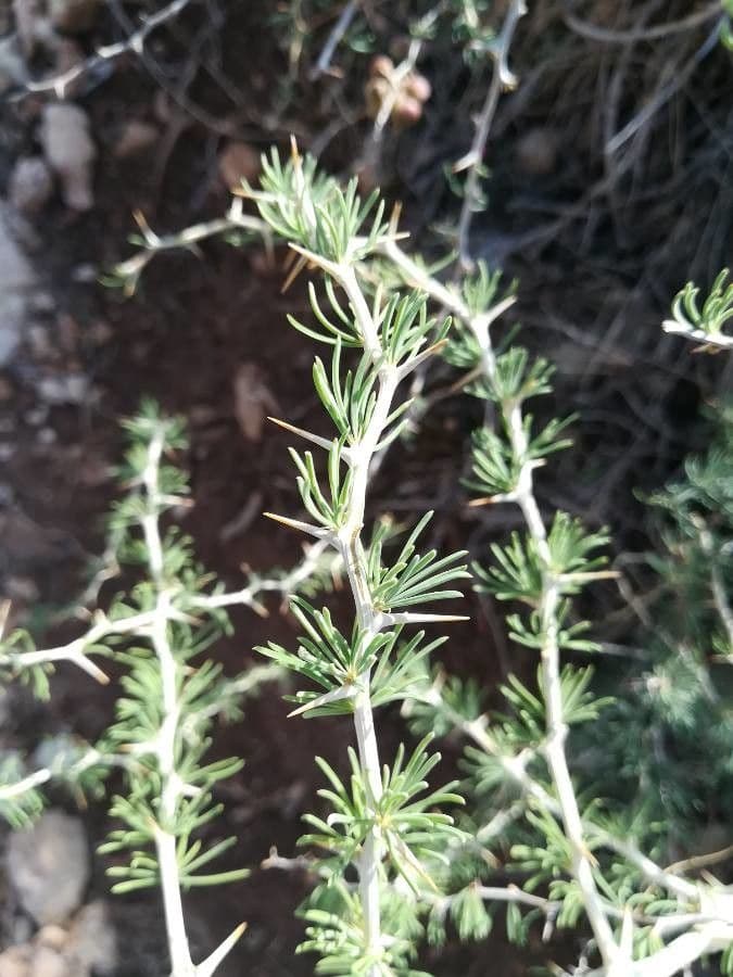 White asparagus 18