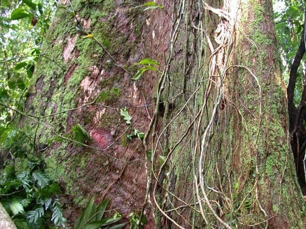 Hieronyma alchorneoides 9