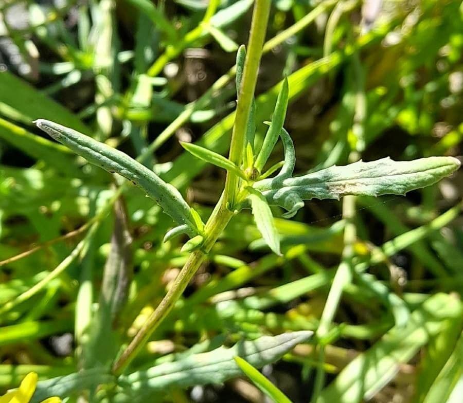 Madagaskar-Greiskraut 10