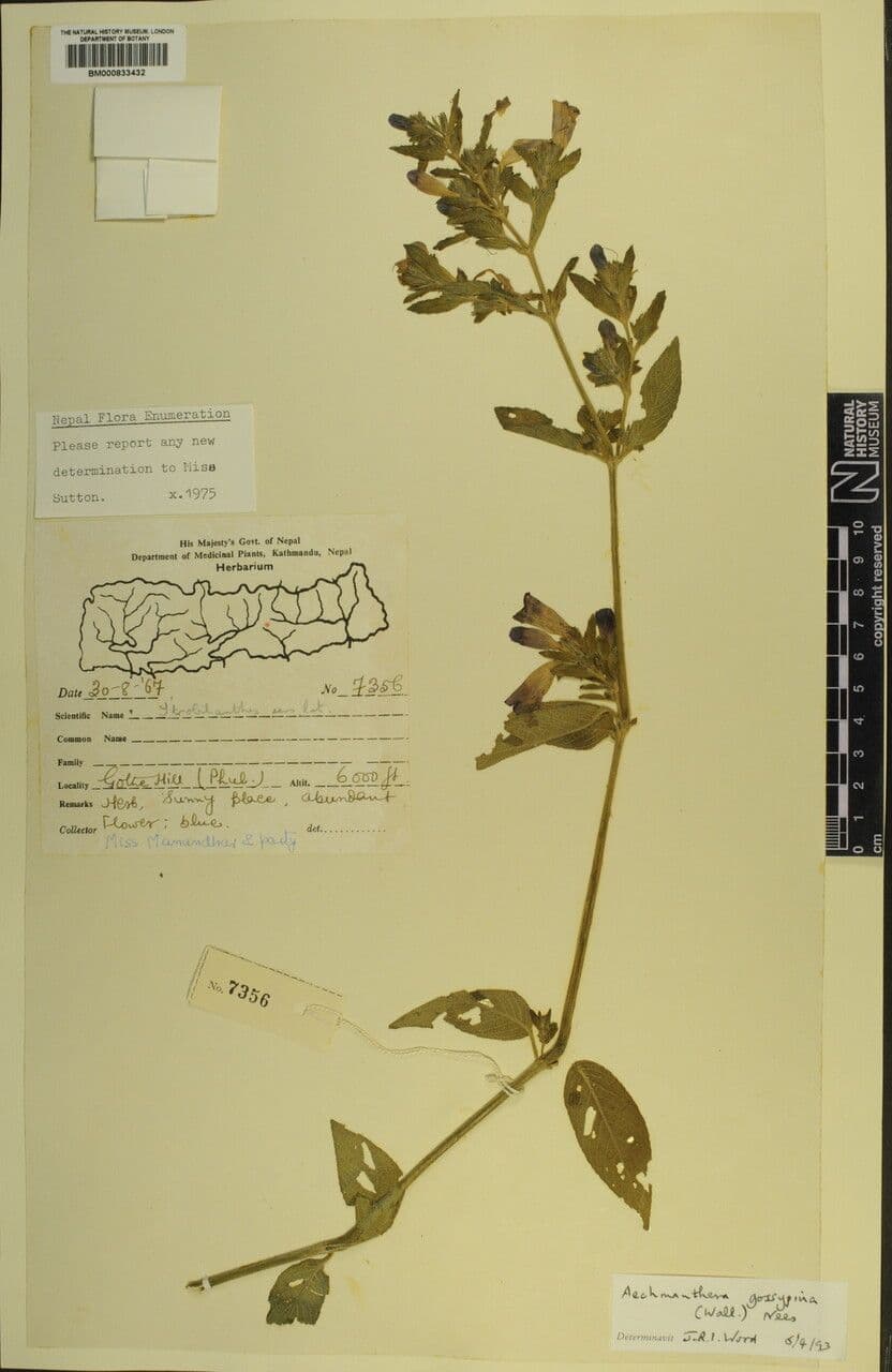 Strobilanthes 14