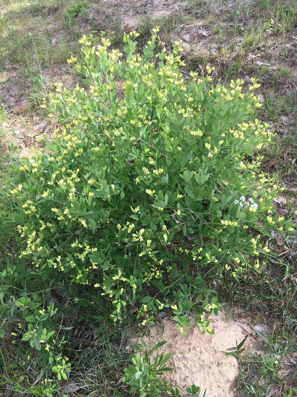 Baptisia bracteata 12