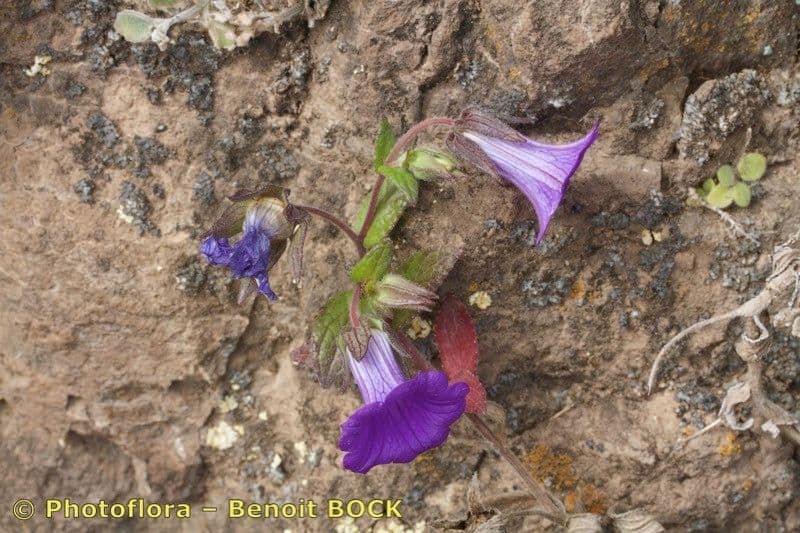 Jacobaea-Glockenblume 4