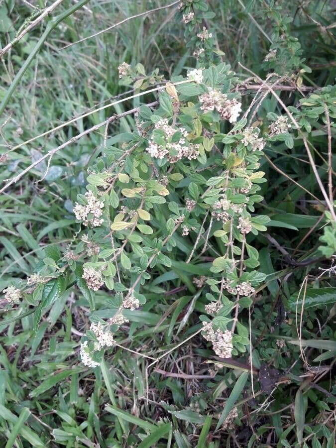 Puerto-Rico-Oregano 11