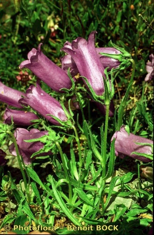 Campanula alpestre 17