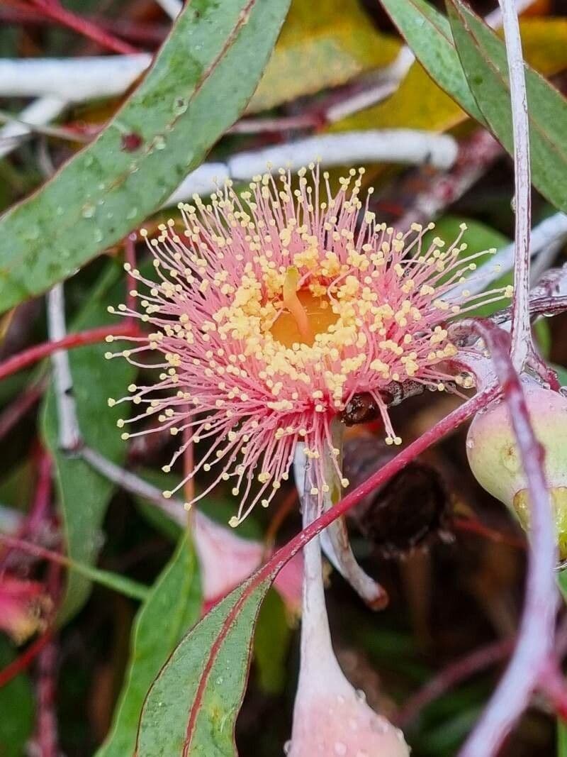 Silberprinzessin-Eukalyptus 8