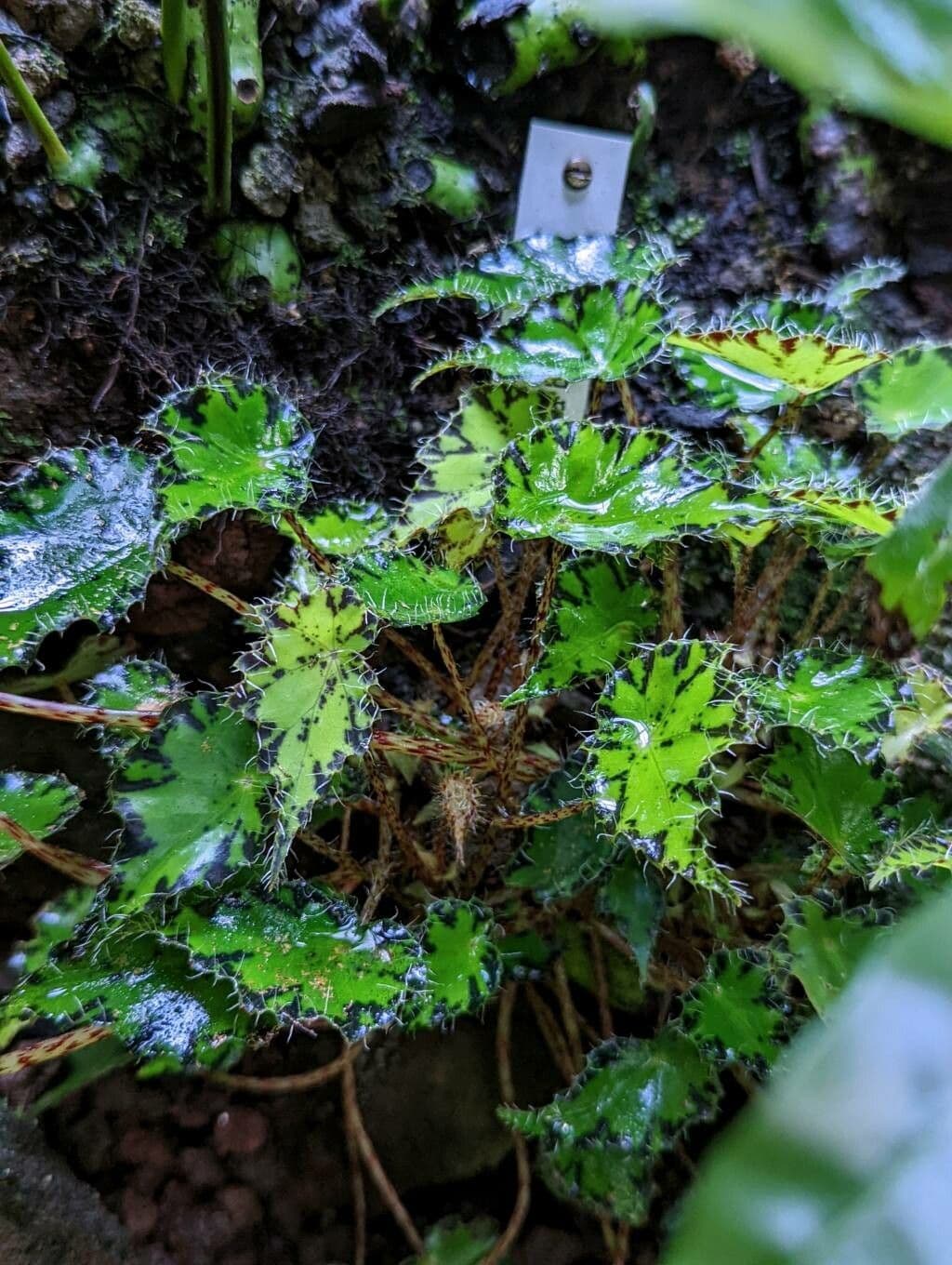 Begonia 15
