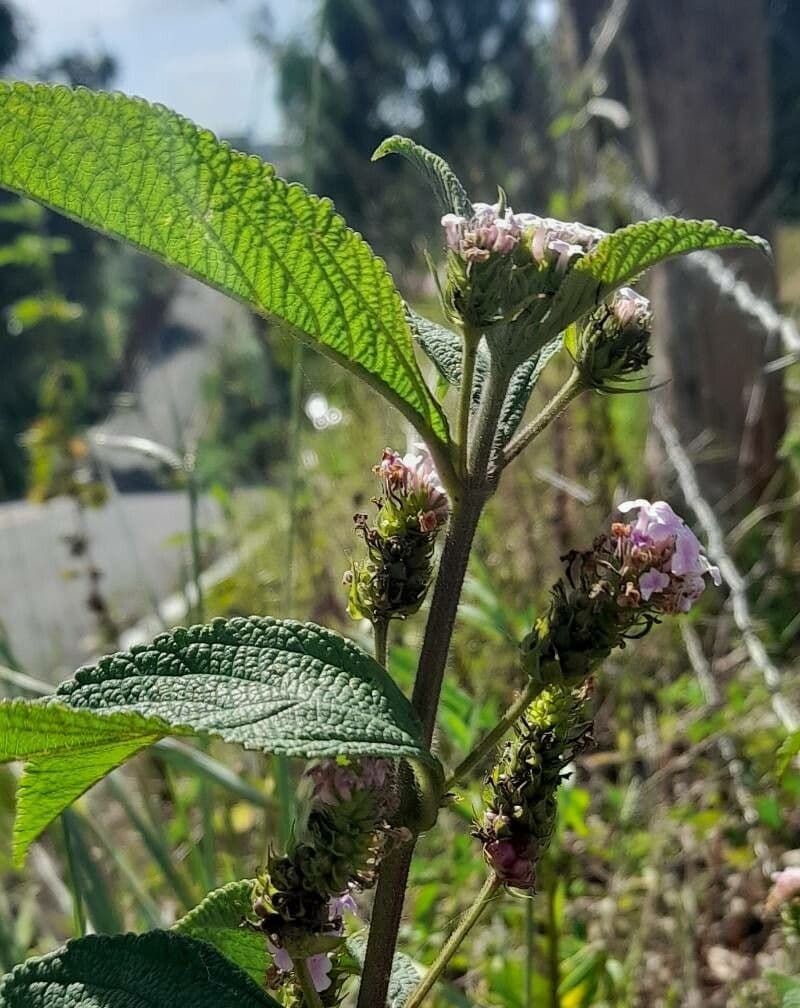 Dreiblättrige Wandelröschen 13