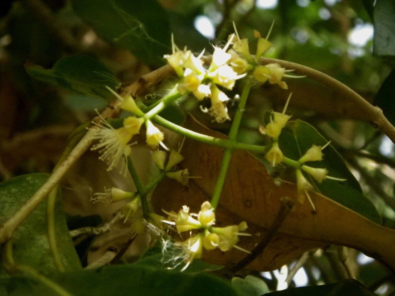 Syzygium guineense 3