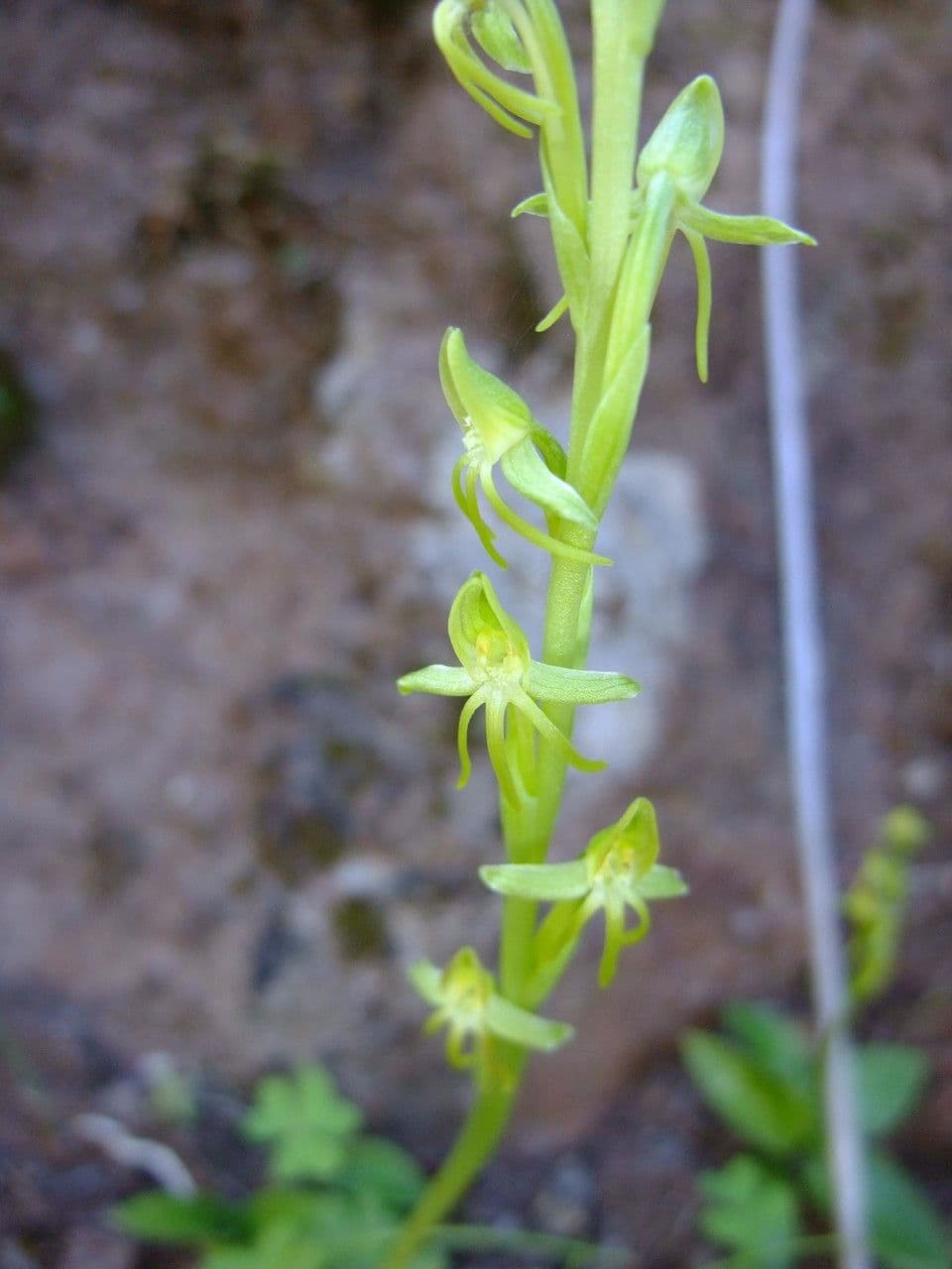 Habenaria 7