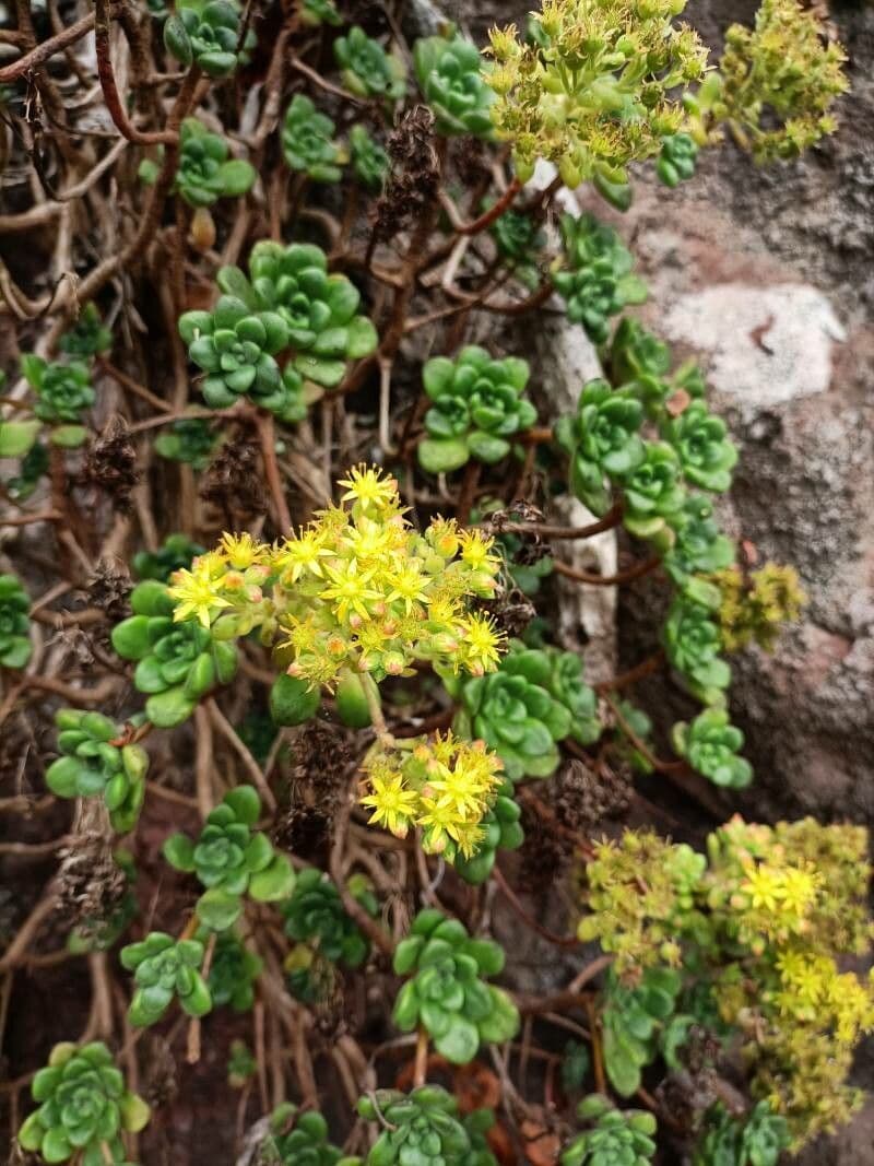 Aeonium lindleyi