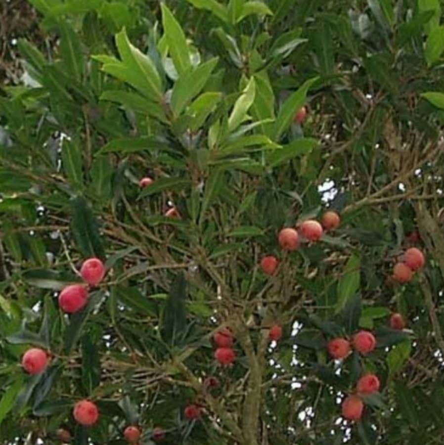Syzygium
