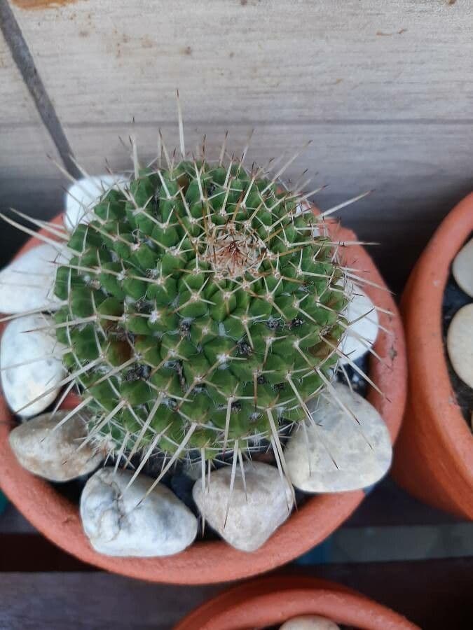 Mammillaria 25
