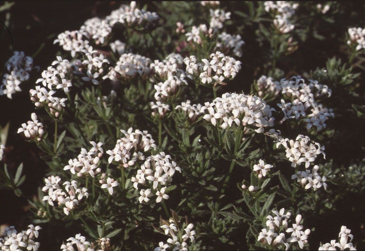 Asperula peluta 5