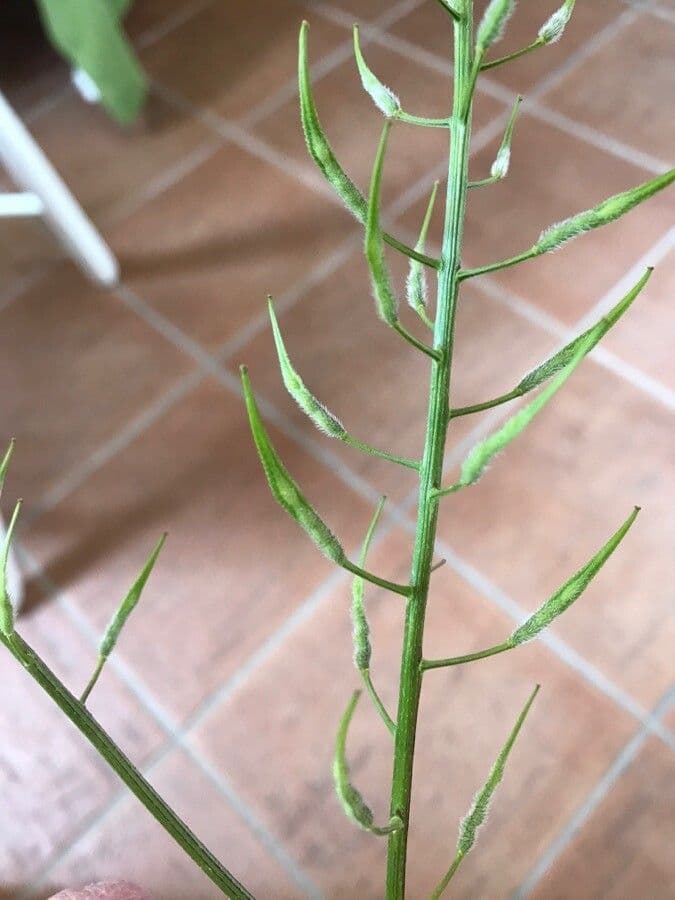 Senape bianca