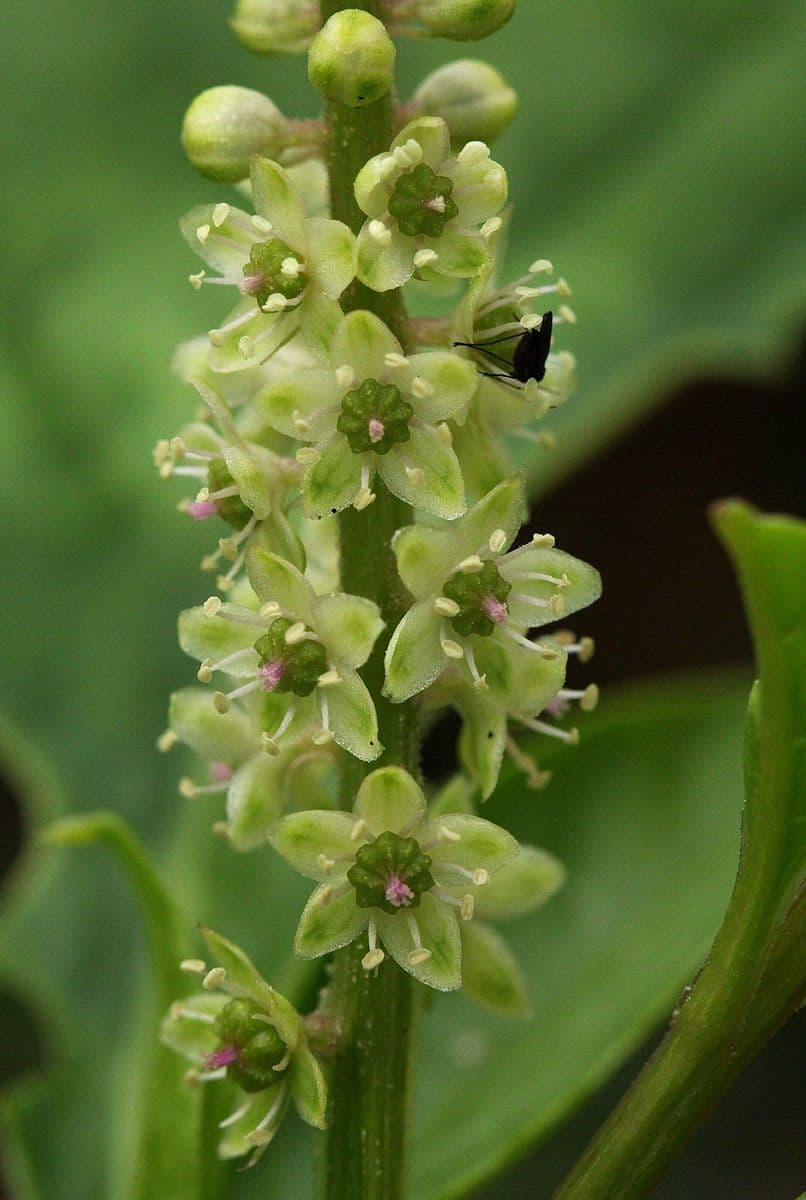 Phytolacca octandra 2