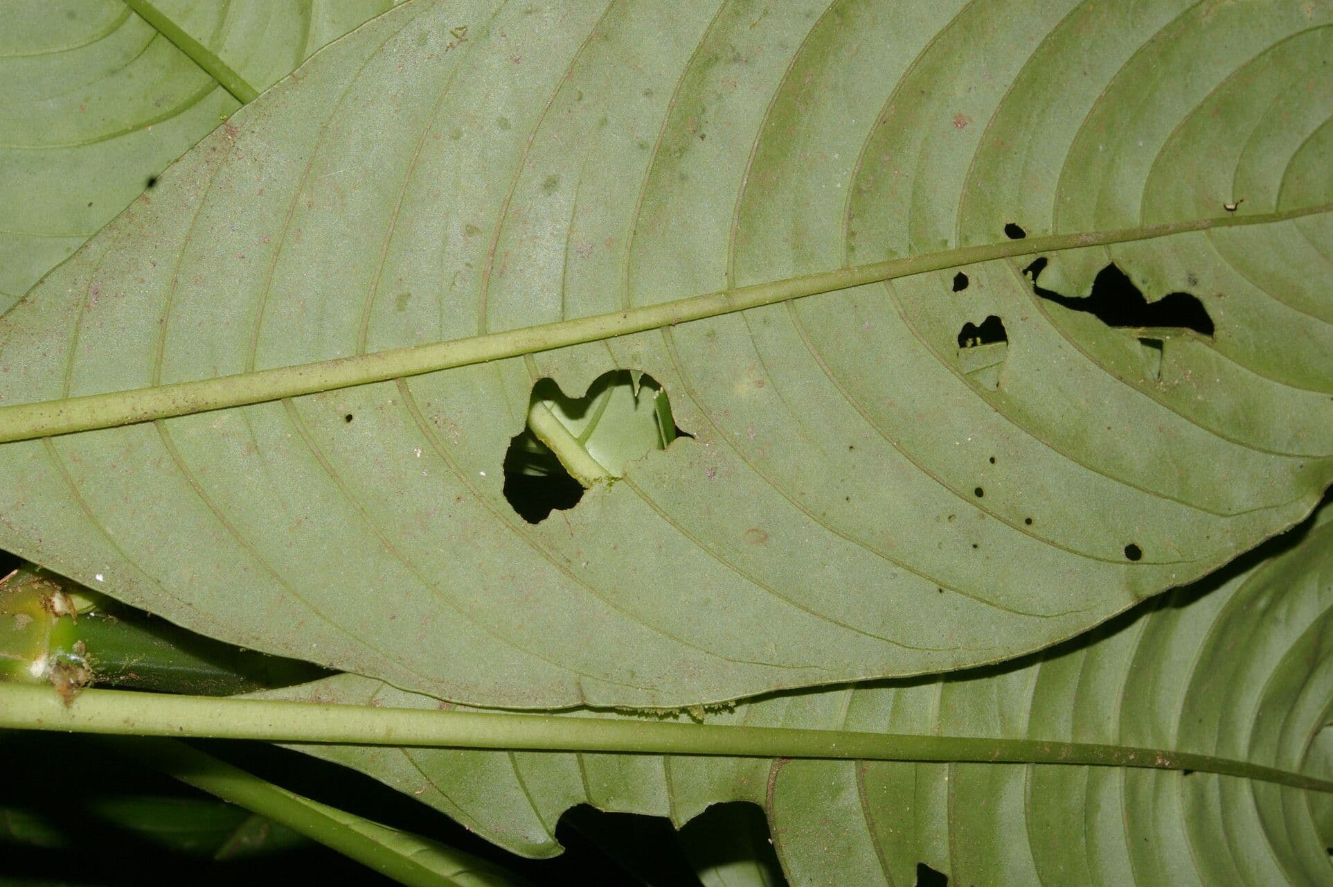 Notopleura 14