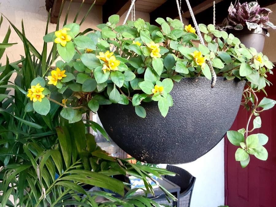 Lysimachia congestiflora