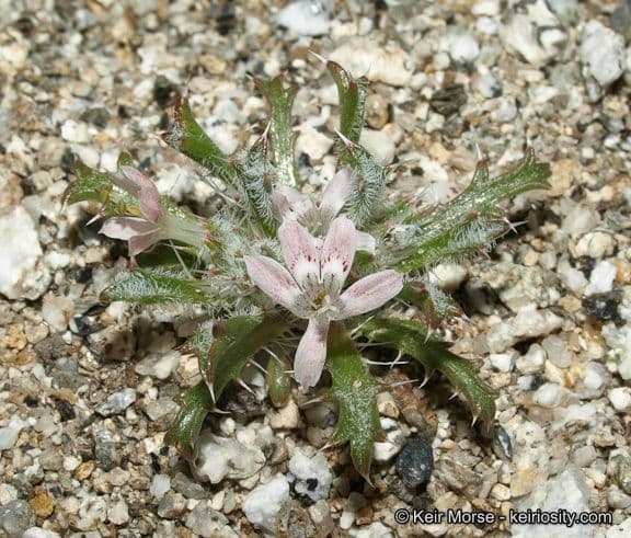 Loeseliastrum schottii 8