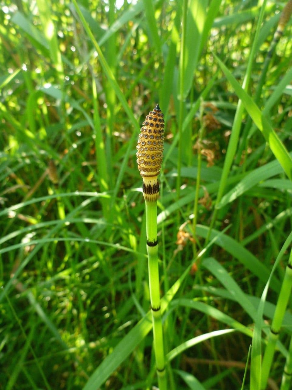 Equiseto fluviatile 3