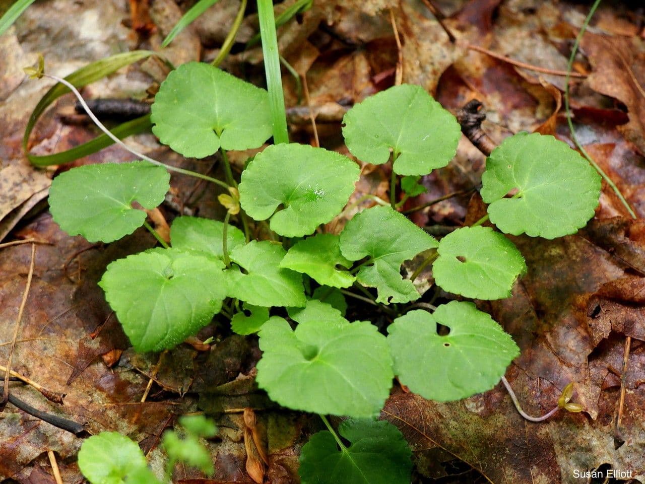 Viola di Selkirk 2