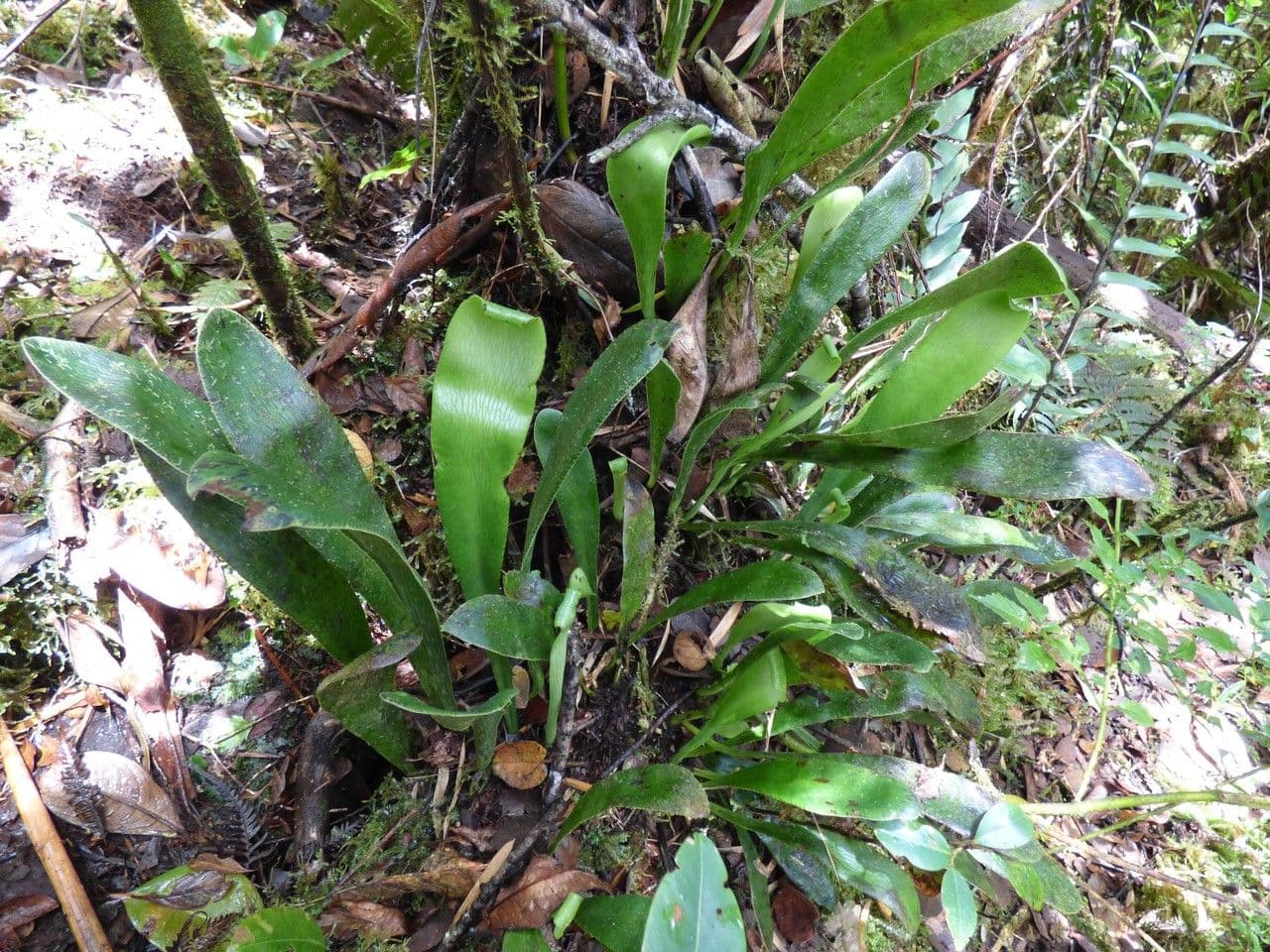 Antrophyum 4