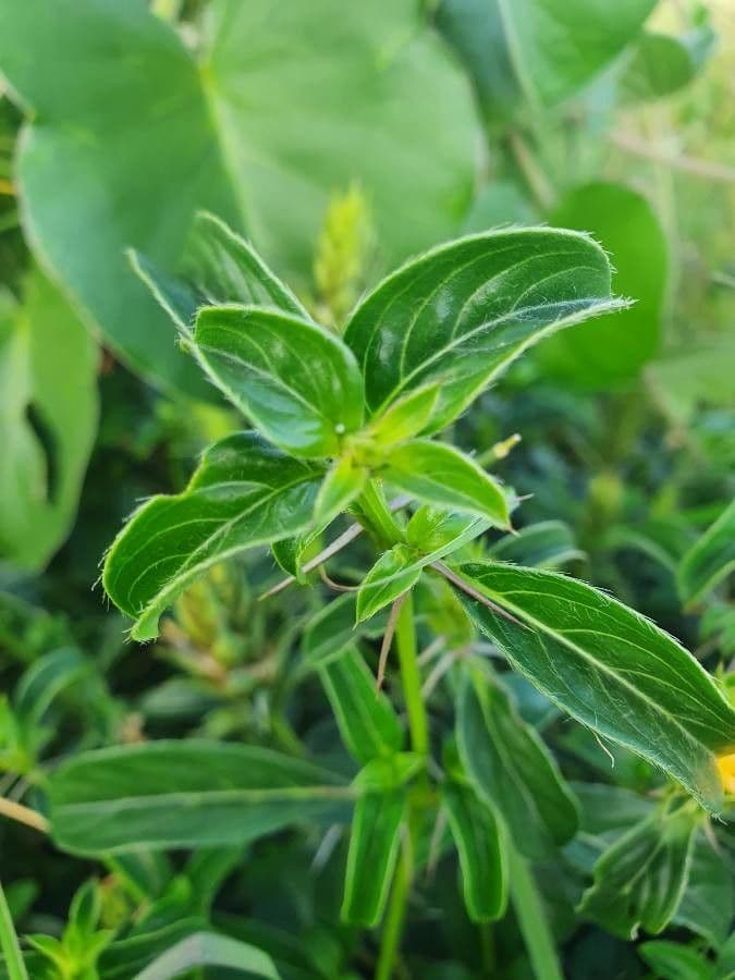 Barleria 15