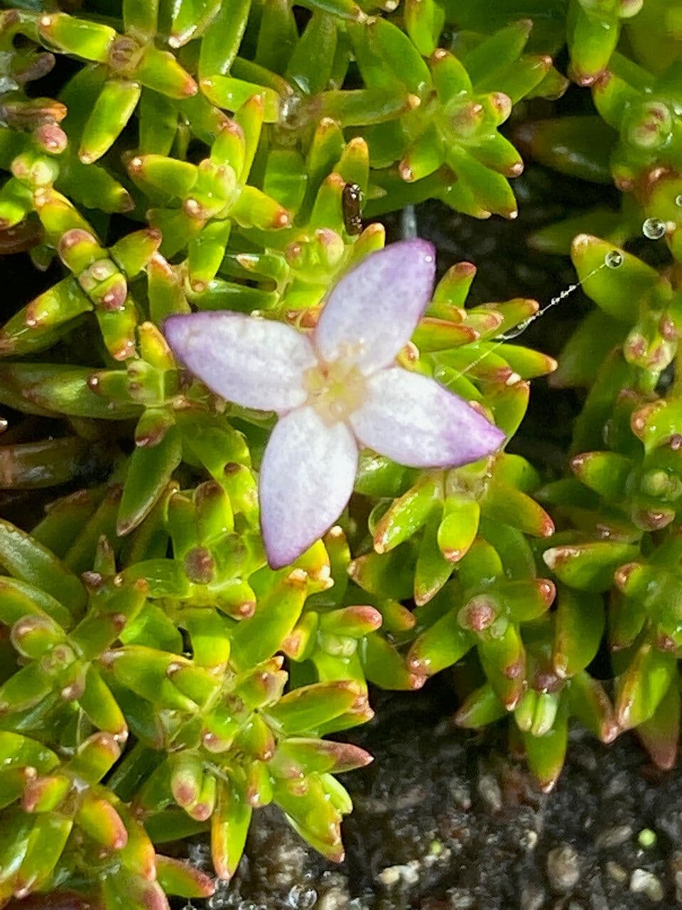 Arcytophyllum muticum 4