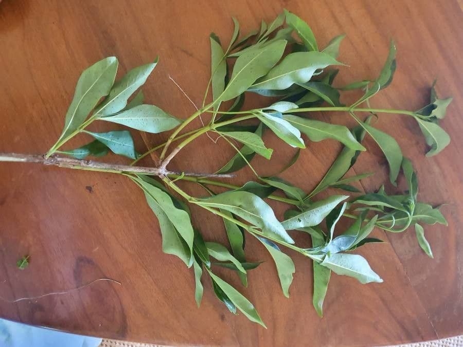 Coptosperma graveolens 17
