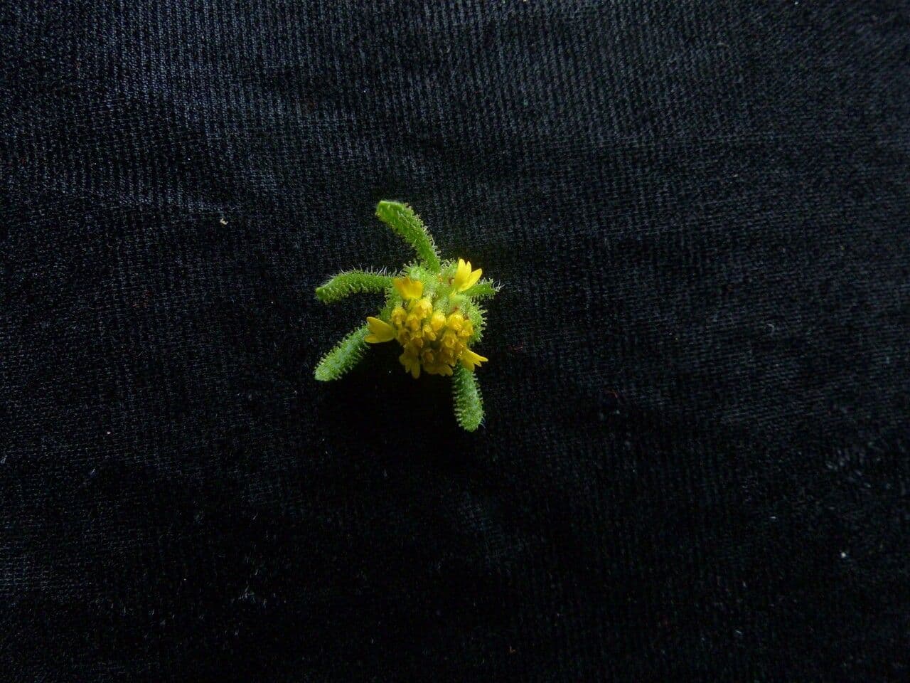 Sigesbeckia orientalis 8