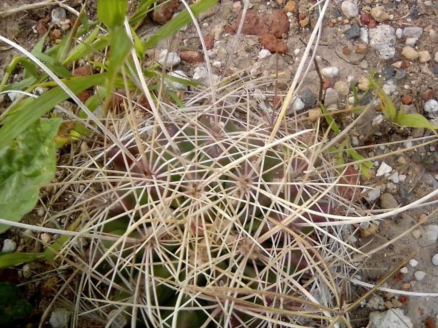 Cactus barile uncinato 14