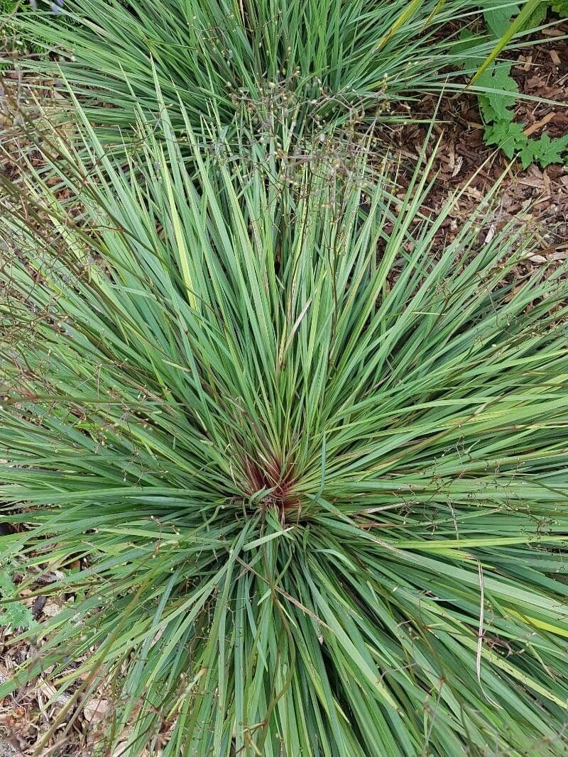 Dianella 9