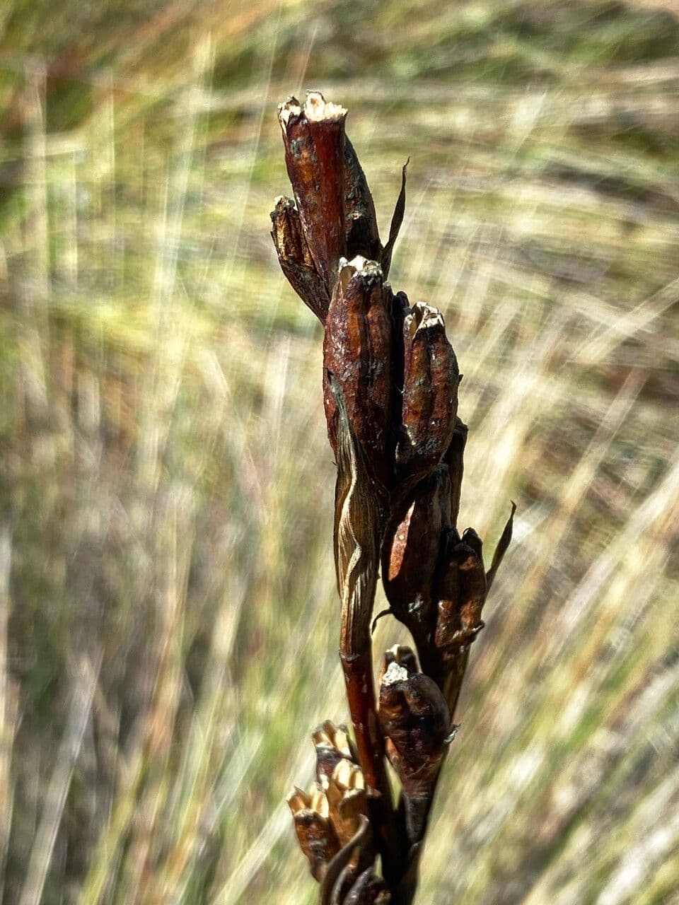 Iris del Chimborazo 2