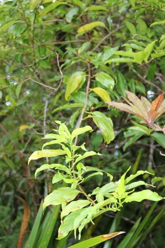 Mussaenda 14