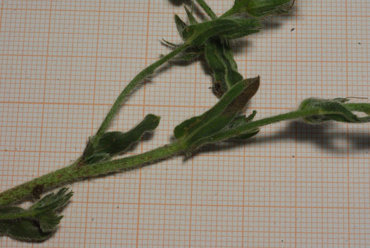 Echium 9