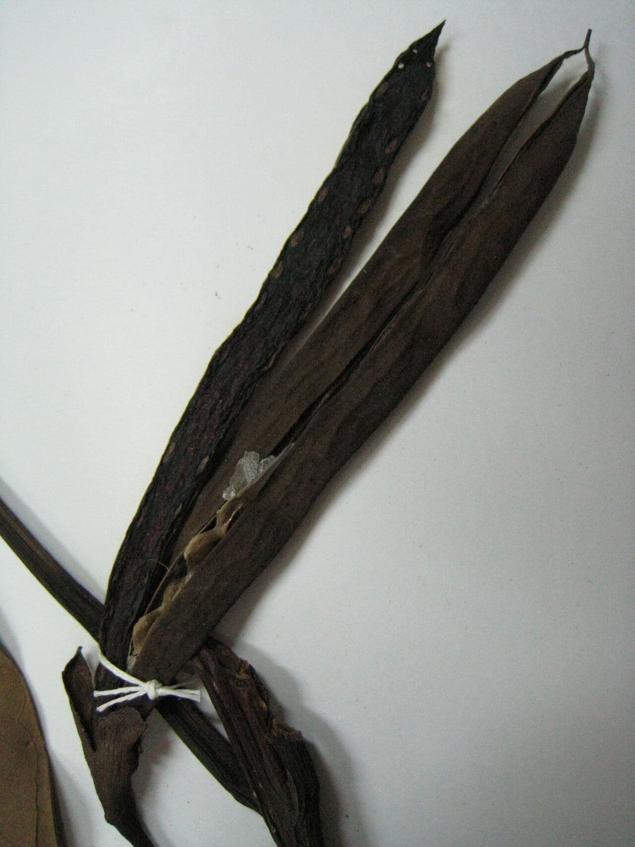 Tabebuia 5