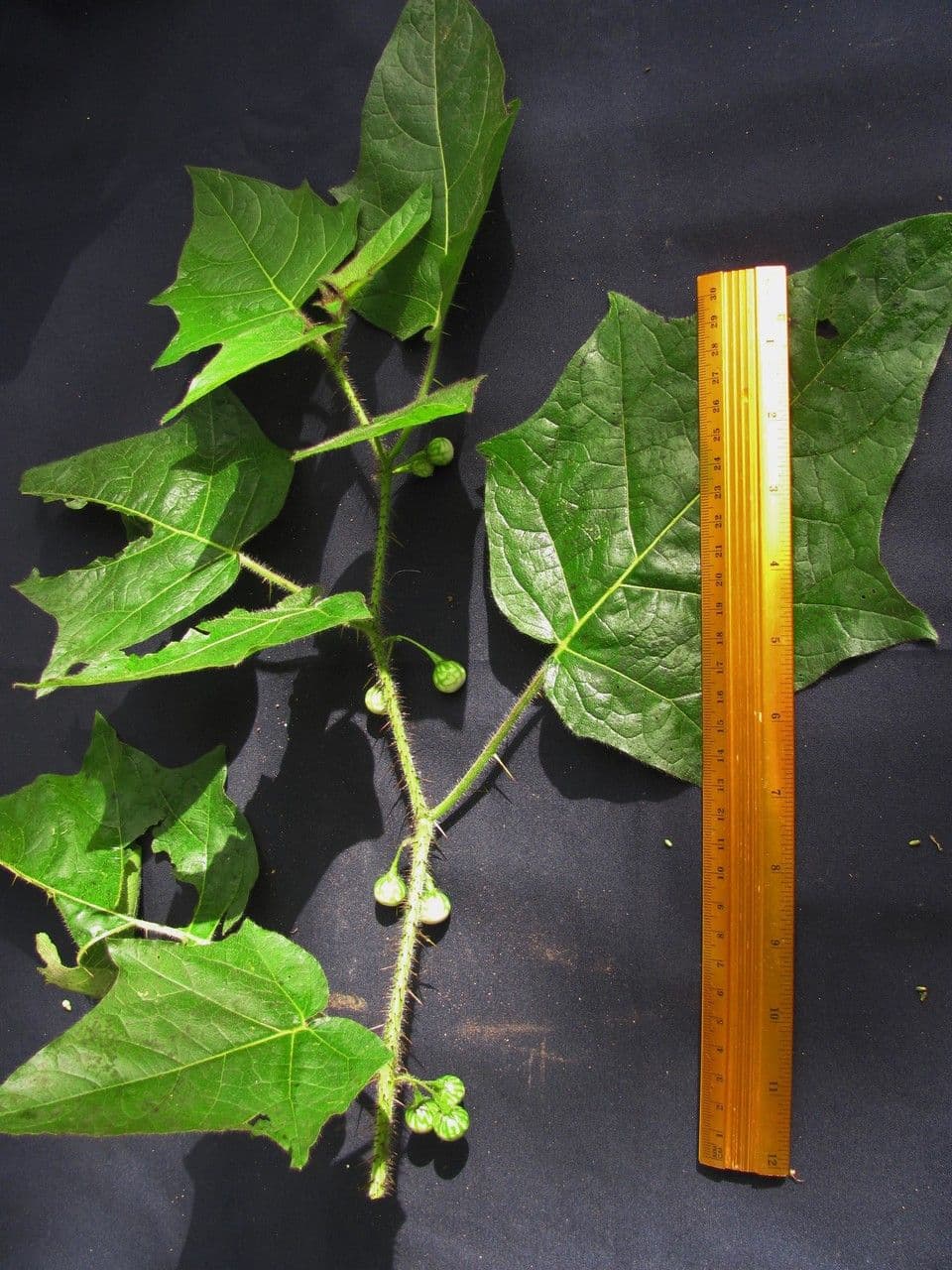 Morelle à feuilles d'érable 4