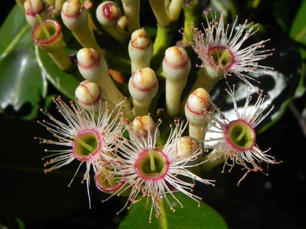 Syzygium