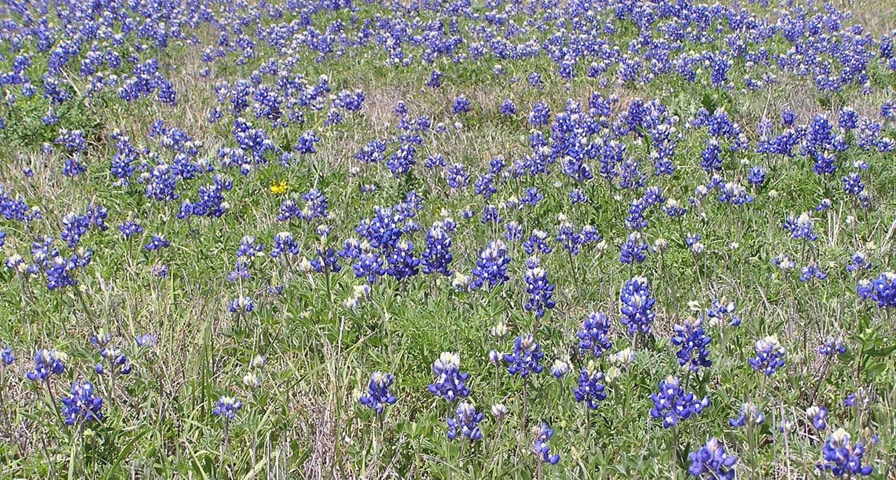 Lupinus texensis 24